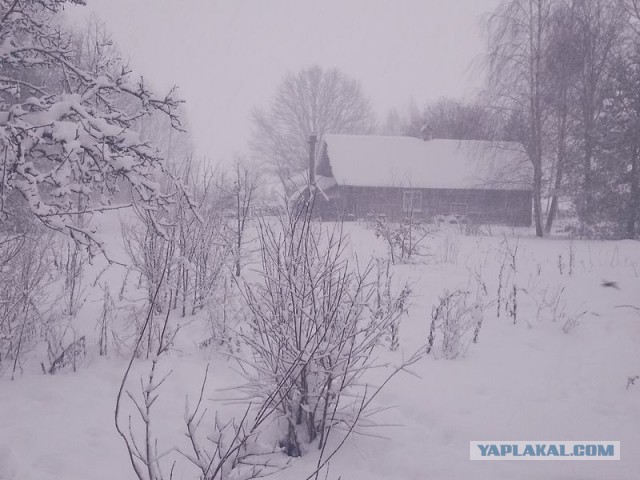 Жизнь домашнего приюта для котеек 479