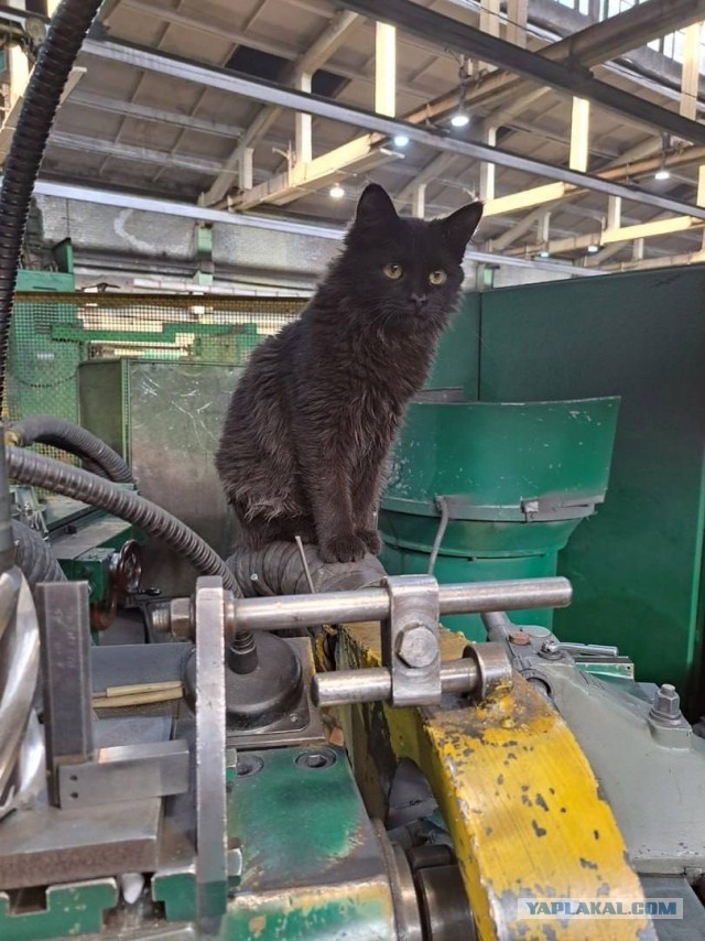 Коты, которые работают на заводах