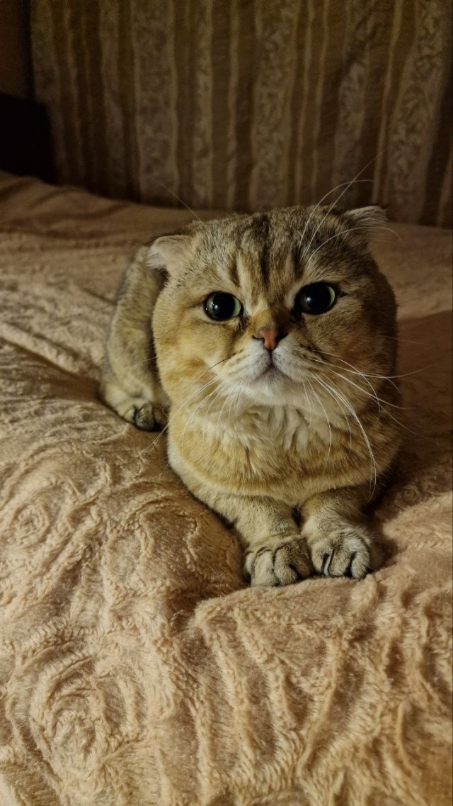 Котовторник, от мала до велика