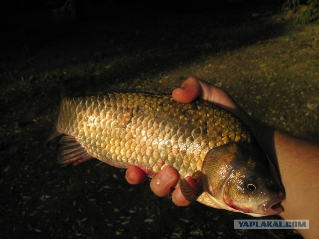 Рыбалка в ближайшем подмосковье