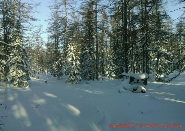 Тайга зимой