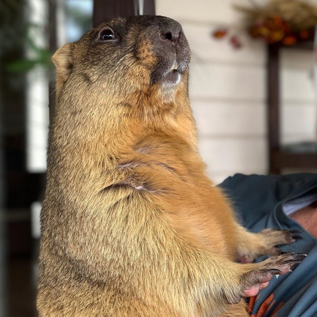 Наступил День сурка