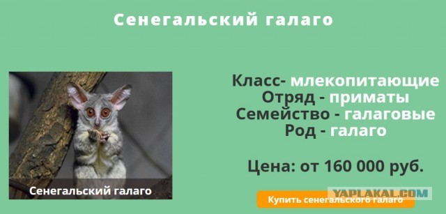 Забавная и умильная троица
