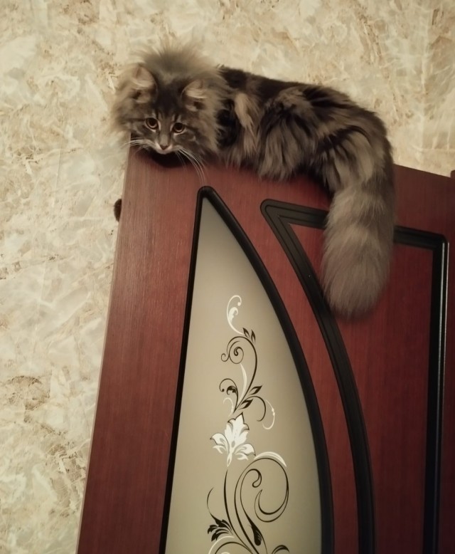 К котовторнику. Имя обычное котовское, по характеру - истиная бестия.