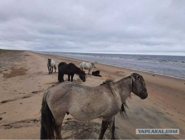 Отдых на Белом Море