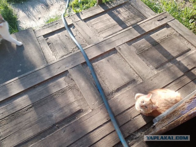 Жизнь домашнего приюта для котеек 545