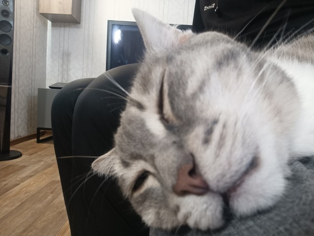Отдам котят