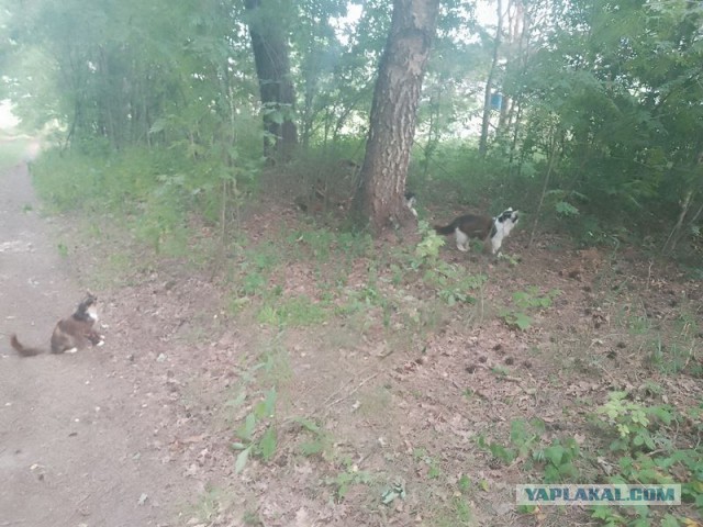 Жизнь домашнего приюта для котеек 550