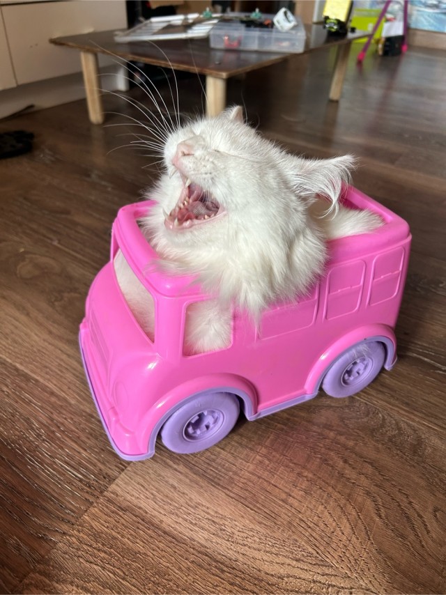 В котовторник.