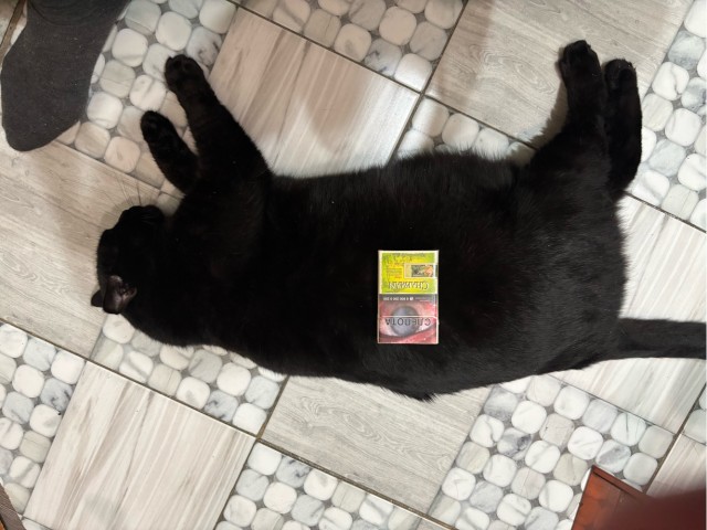 Котовторник. Где коты? Мой вот!