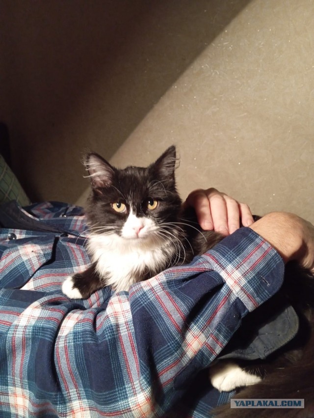 Котейка на укотовление