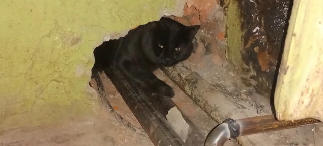 Котовторник