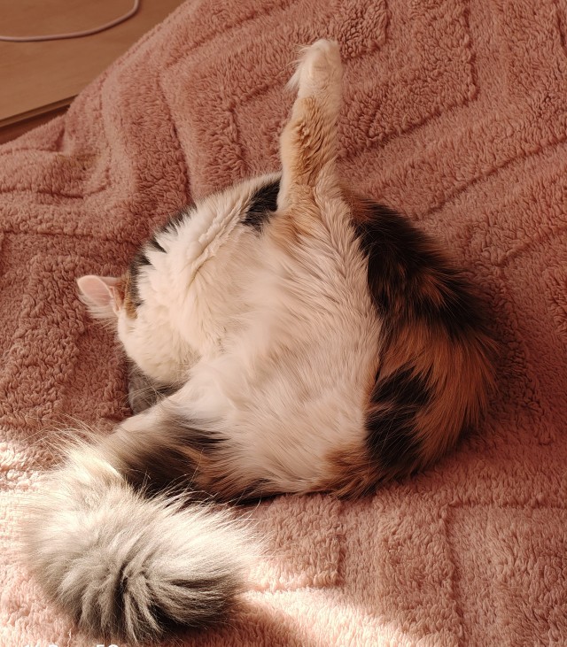 К котовторнику