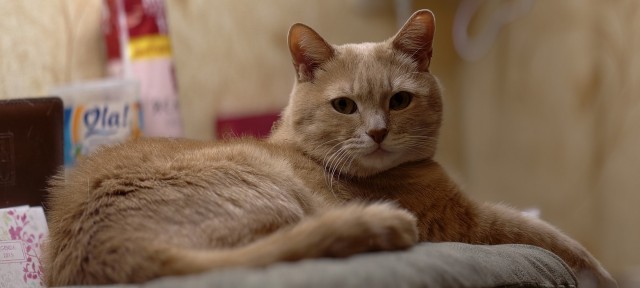 А котовторник уже пришёл?