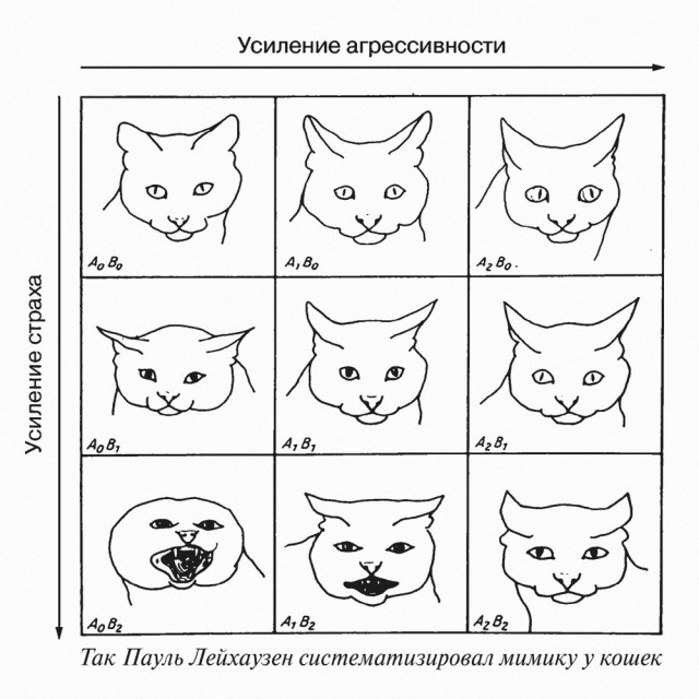 Среды картинки