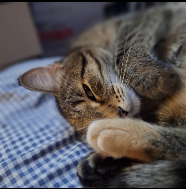 К котовторнику.