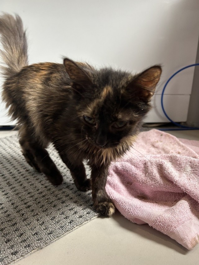 Шерстяные подснежники