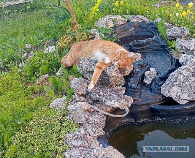 У каждого свой рыжик