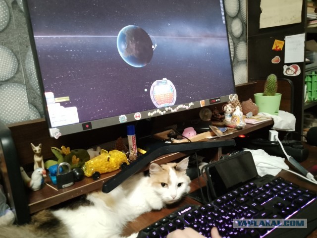 Уличных трёхцветных кошек тред