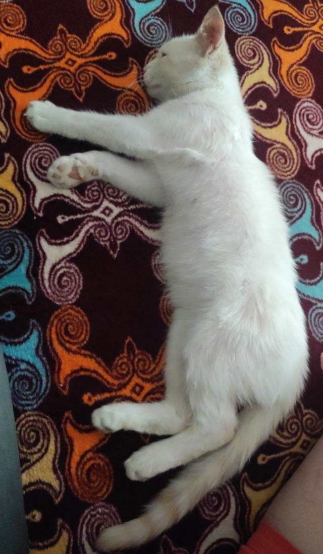 Уличный котенок.