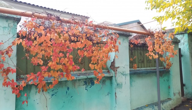 Вот такой багрец у нас в Крыму