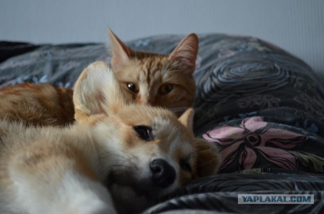 Завели щенка Корги