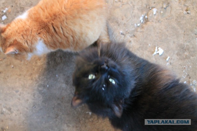 Котовторник 4.02.2014