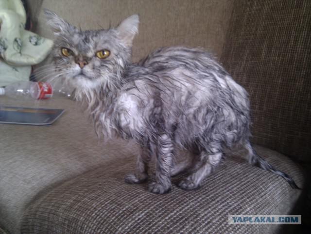 Котовторник 25.02.2014
