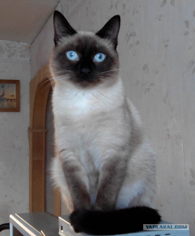 Котовторник 04.03.2014