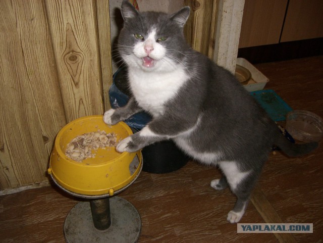 Котовторник 18.03.2014
