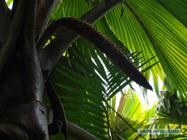 Как я съездил на Сейшелы