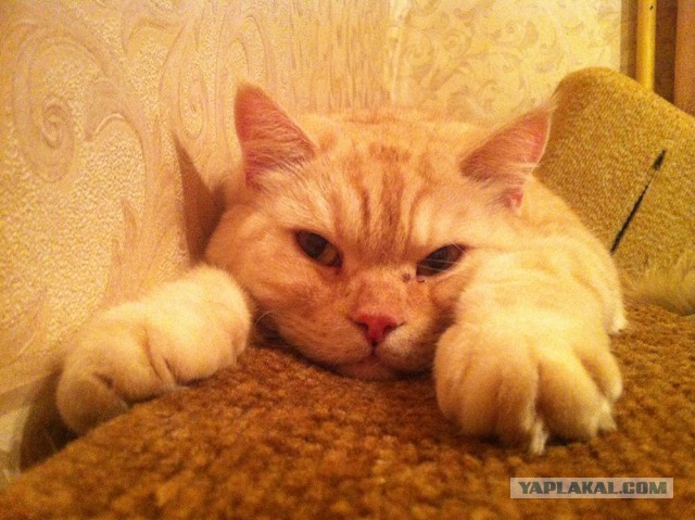Котовторник 6.05.2014
