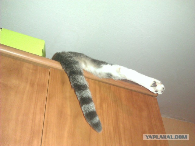 Котовторник 24.06.2014