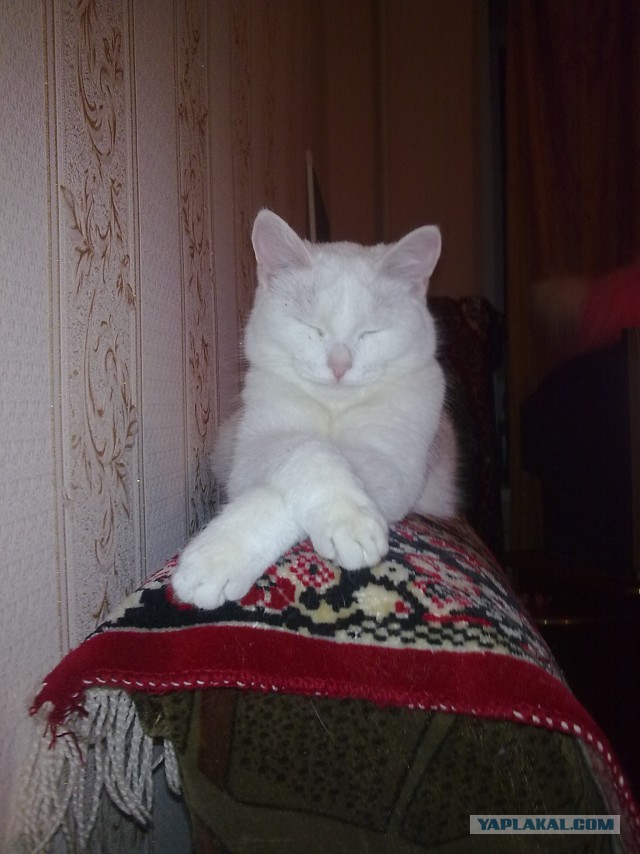 Котовторник 26.08.14.