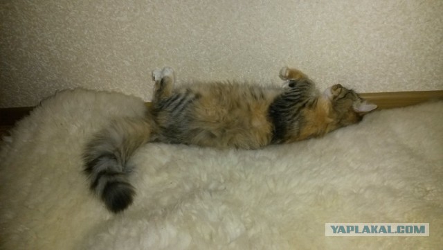 Котовторник 7.10.2014