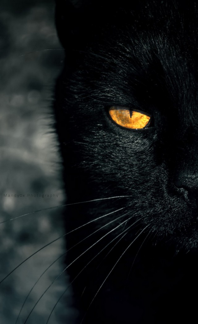 Котовторник 04.11.2014