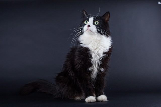 Котовторник 24.03.2015
