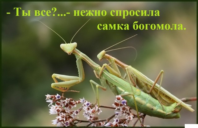 Веселости которые встретились сегодня