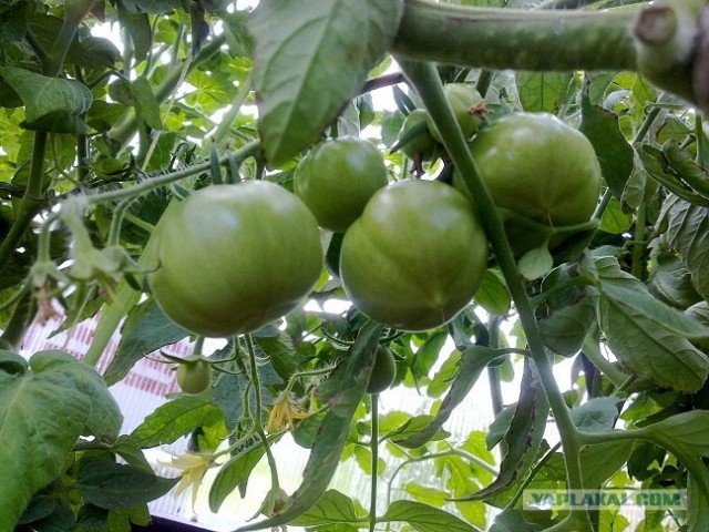 Строим теплицу своими силами.