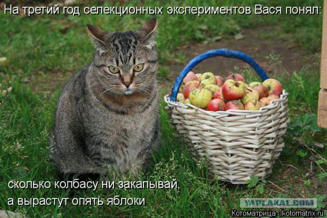 Прикольные коты