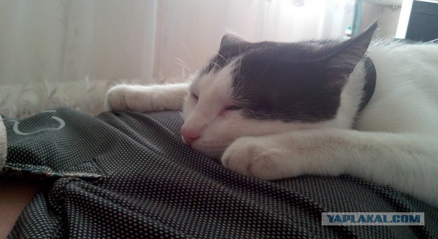Котовторник 17.11.2015