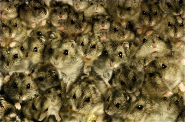 Как правильно здороваться с депутатами