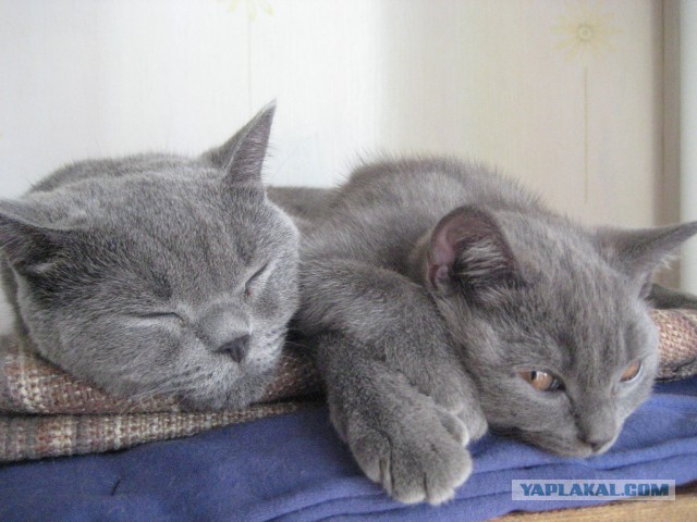 Пост невероятной кошачьей красоты. 25 фот.