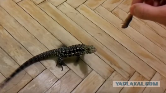 Ящерица прыгает за крысой, Детеныш Арегентинского Тегу