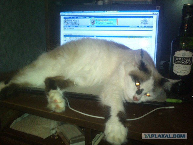 Лежанка для кота