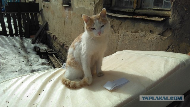 Котовторник 15.03