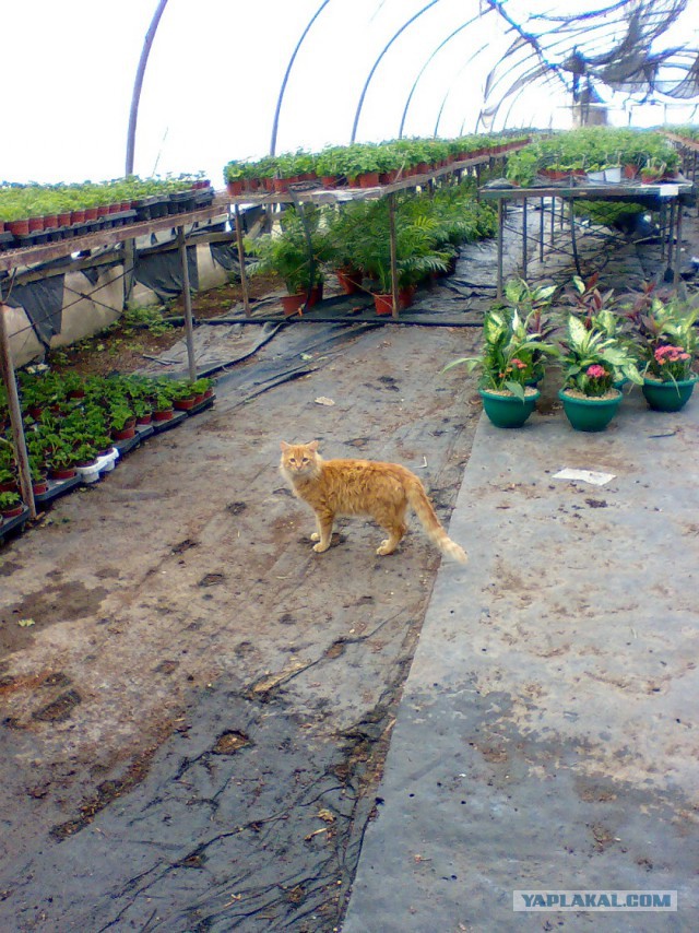 Котовторник 22.03.2016