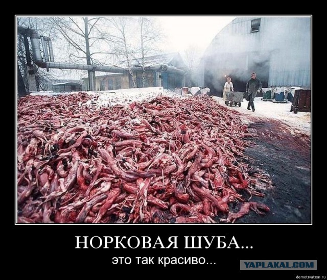 Понять и простить? Живодерки съезжают на первую часть.