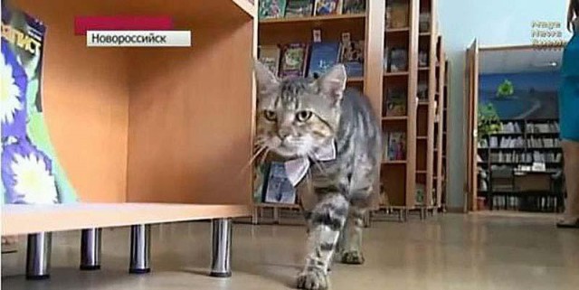 Служебные коты