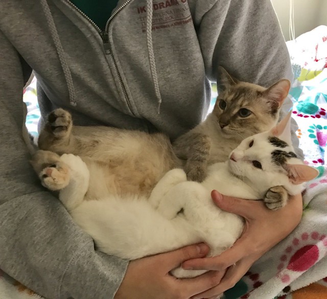 Коты из сети